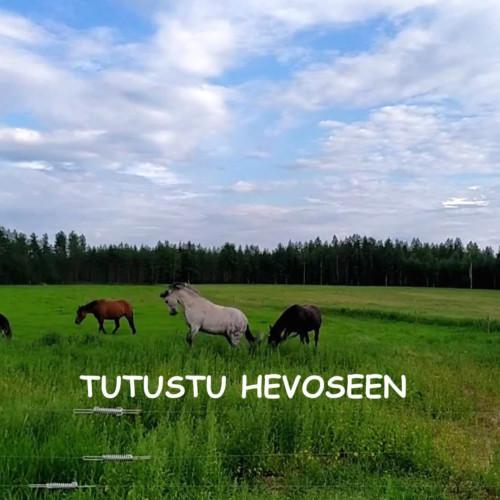 TUTUSTU HEVOSEEN -kurssi (aikuisille)