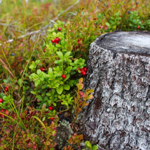 Rokuan laajennetun kansallispuiston avajaiset