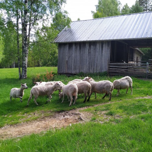 Luonnonlaidunpäivä Liimanninkoskella