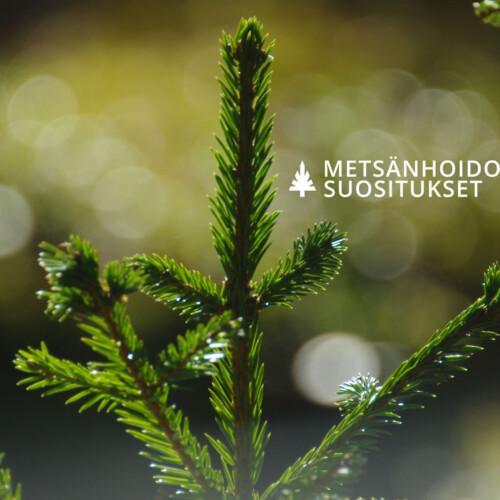Maksuton koulutus metsänomistajille: Hyväkasvuiset metsät muuttuvassa ilmastossa